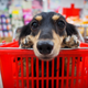 Very good boy does very good grocery delivery job